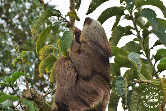 Toucan Rescue Ranch tour