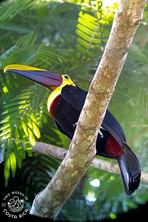 black toucan with large beak sitting on branch