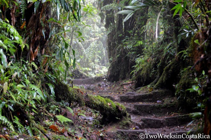 Rustic trail conditions at the Monteverde Cloud Forest Reserve