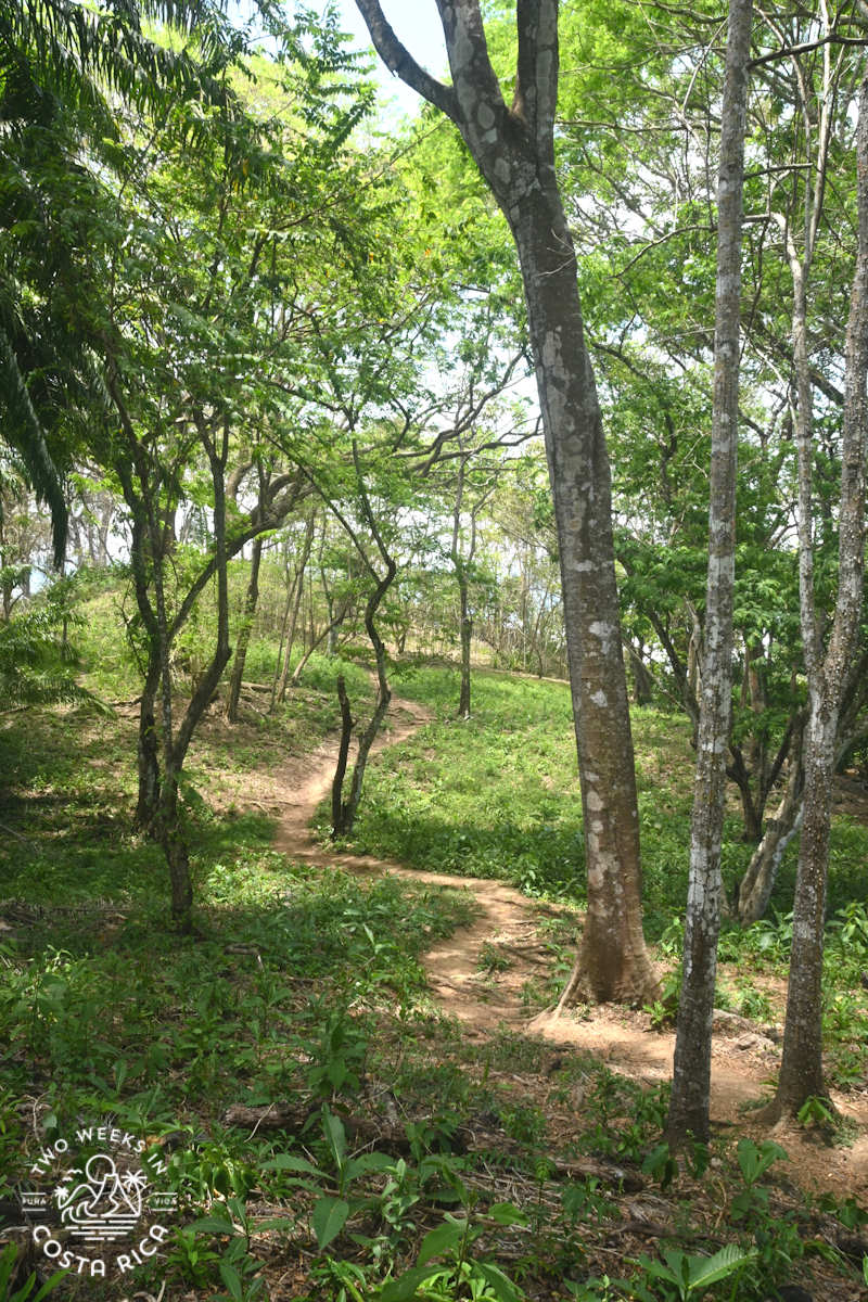 a flat curvy trail through the forest