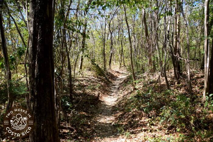 Forest Trail to Playa Carbon from Playa Ventanas