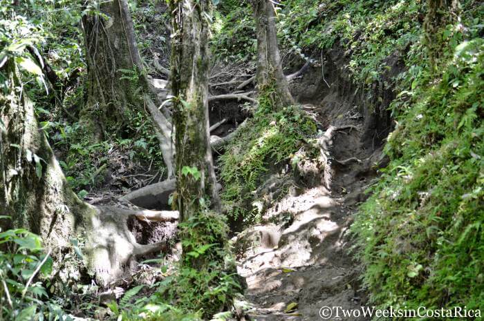 Rough trail conditions on the hike to Cerro Chato 