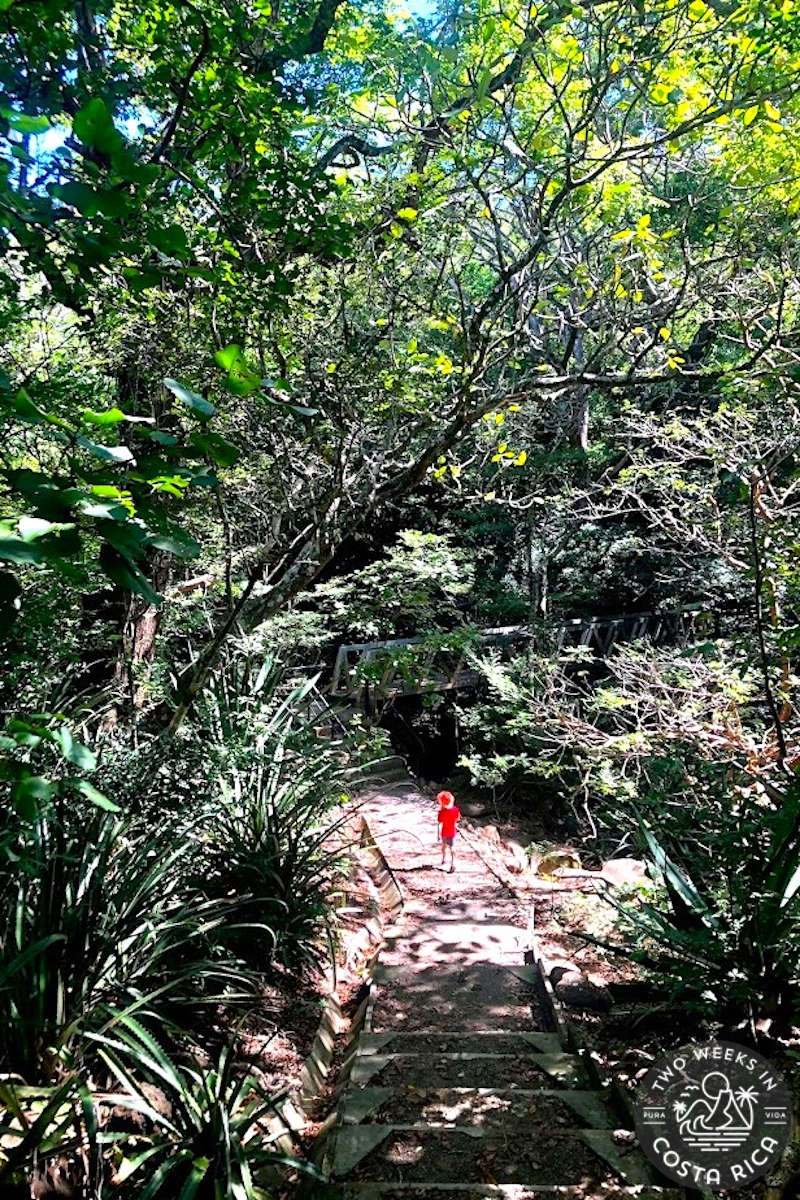 person walking on a dirt trail with thick trees and plants all around