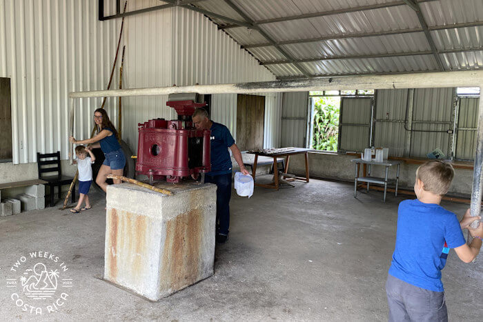 Trapiche Vasquez Sugar Cane Demonstration