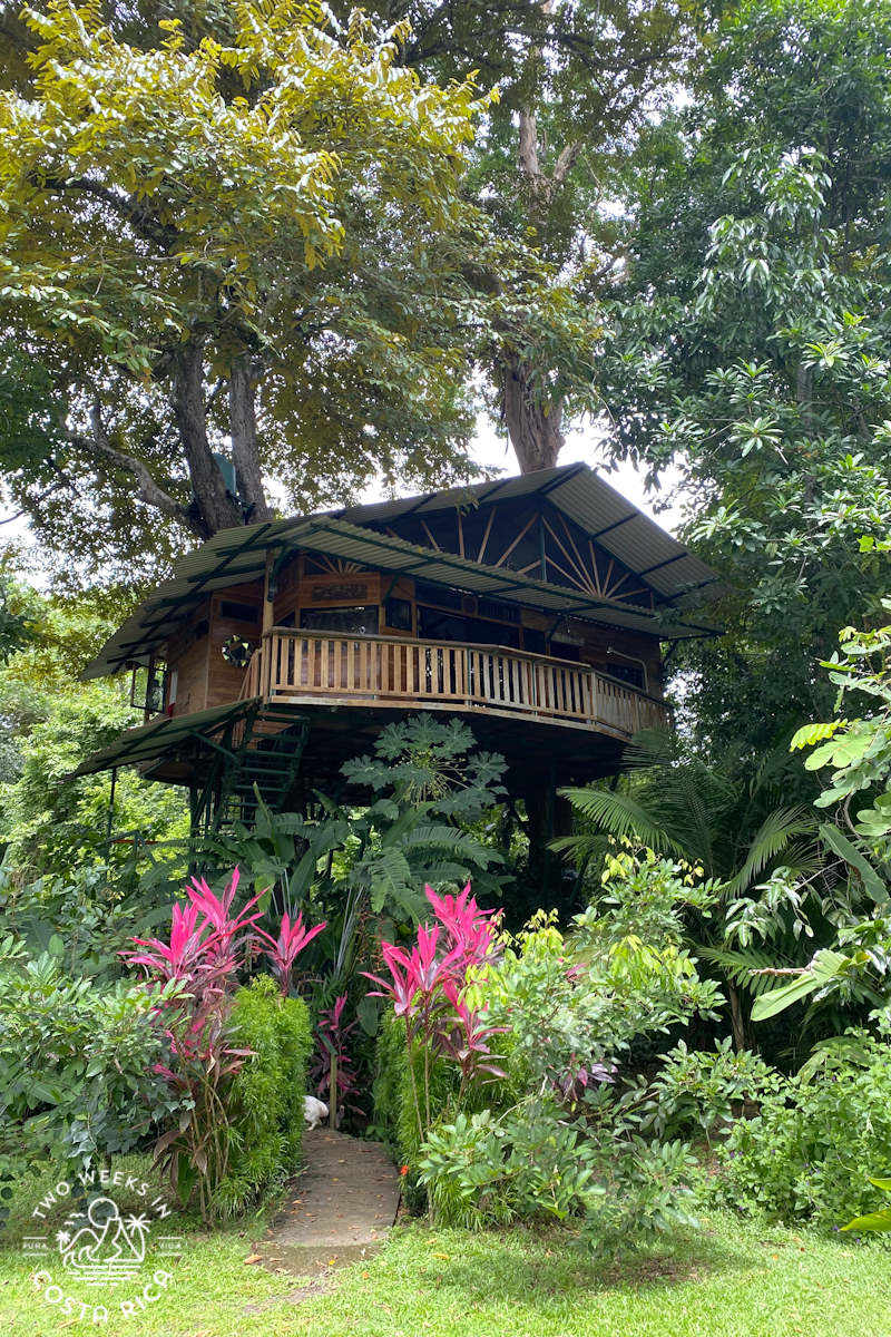 tree house built on stilts