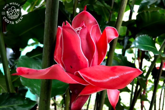 a bright red flower with hard petals in La Fortuna Costa Rica