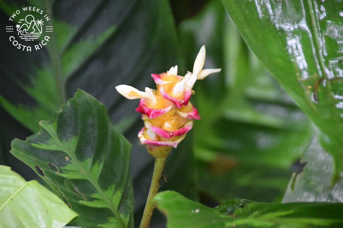 a colorful flower at Cerro Tortuguero