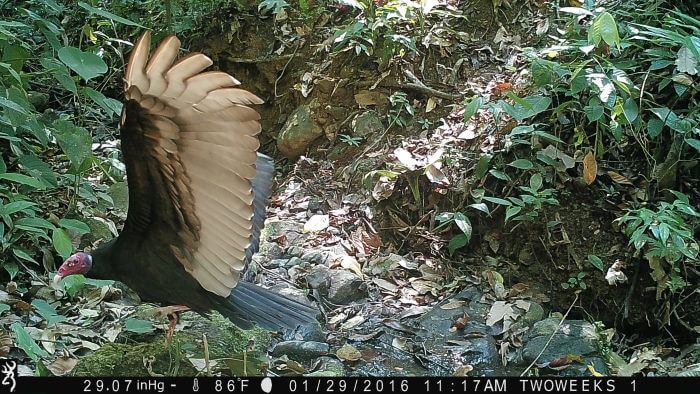 Using Trail Cameras in Costa Rica: Turkey Vulture | Two Weeks in Costa Rica