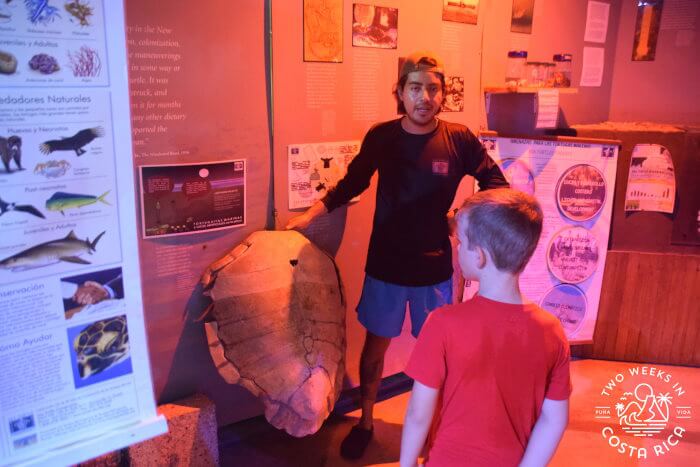 Turtle shell Tortuguero