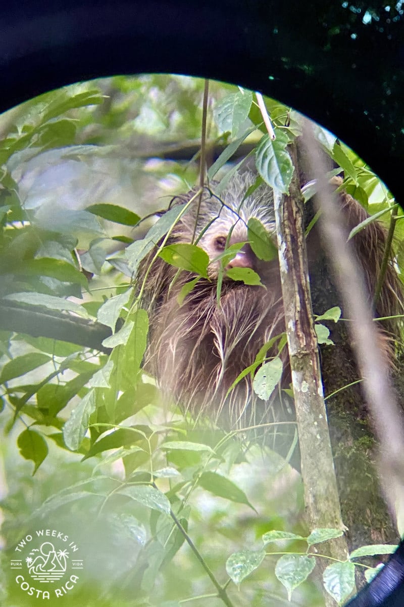 sloth with a white face in a tree