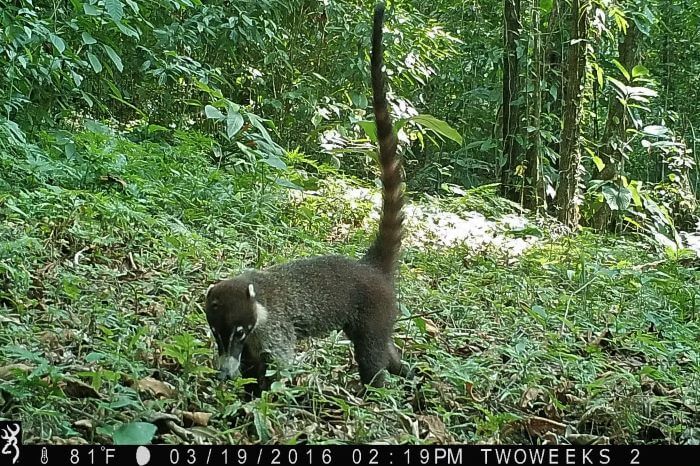 White-nosed coati Costa Rica