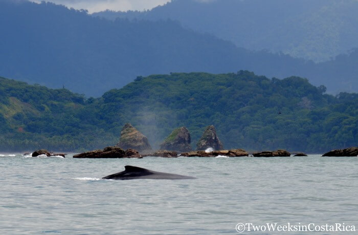 Whale Watching in Uvita, Costa Rica