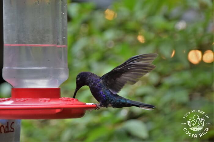 Violet Sabrewing in Monteverde