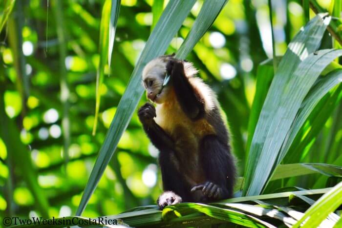 A white faced monkey at Alturas Wildlife Sanctuary