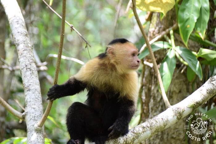 White Faced Monkey at Cahuita National Park