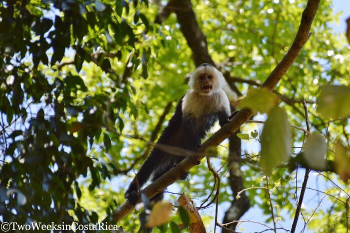 White-faced monkey barring its teeth 