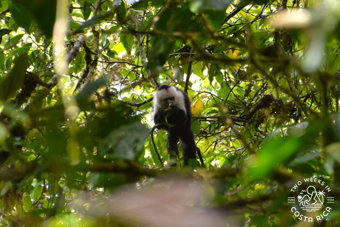 Monkey Curi Cancha Reserve