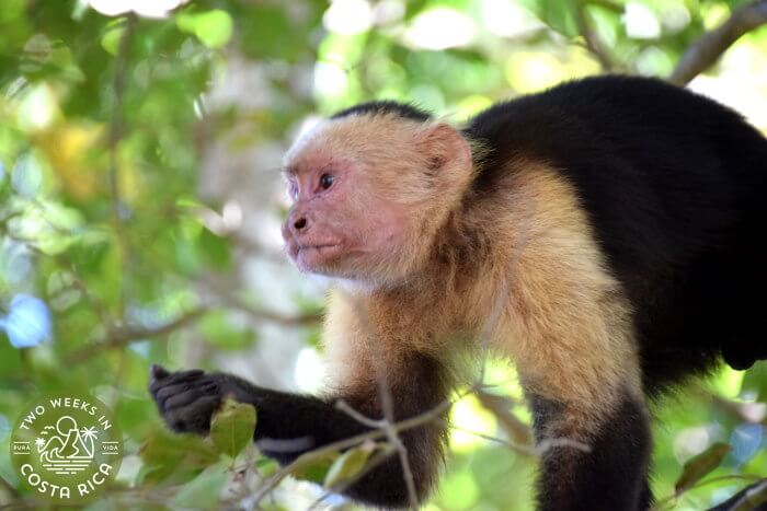 White-faced Monkey
