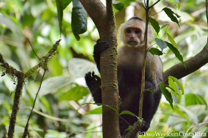 White-faced Monkey in Carara National Park near Jaco, Costa Rica.