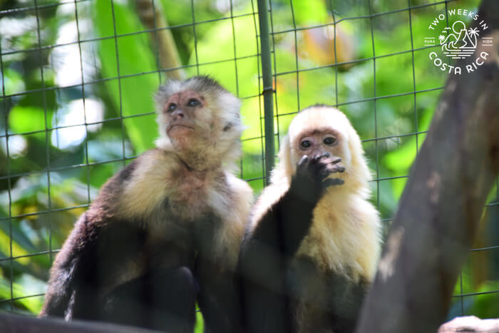 two monkeys in a cage 