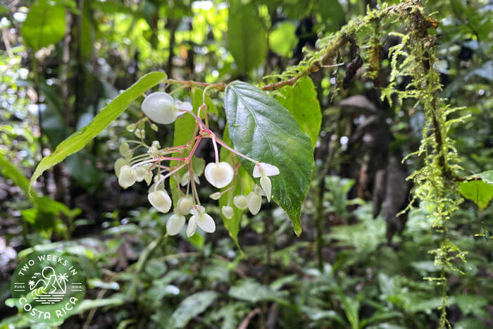 Flower Cloud Forest