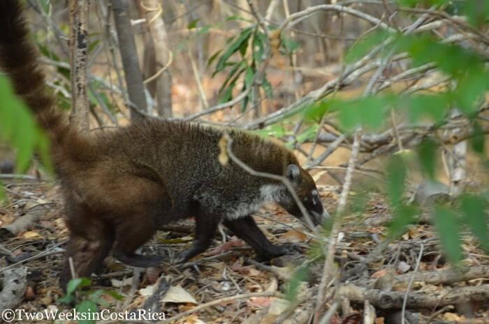 An animal on the forest floor