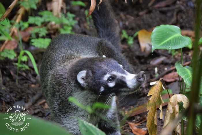 A racoon-type animal called a white-nosed coati
