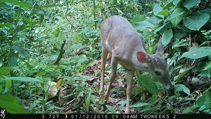 Using Trail Cameras in Costa Rica: White Tailed Deer | Two Weeks in Costa Rica
