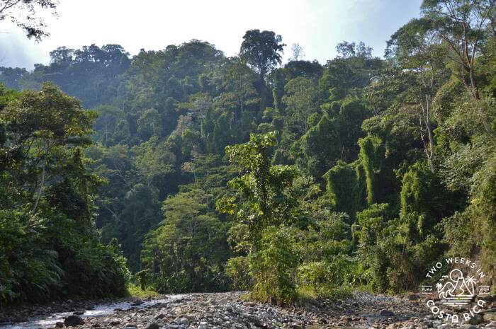 Thick jungle and a river at Corcovado National Park El Tigre Entrance