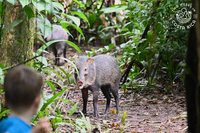 A wild boar on the trail