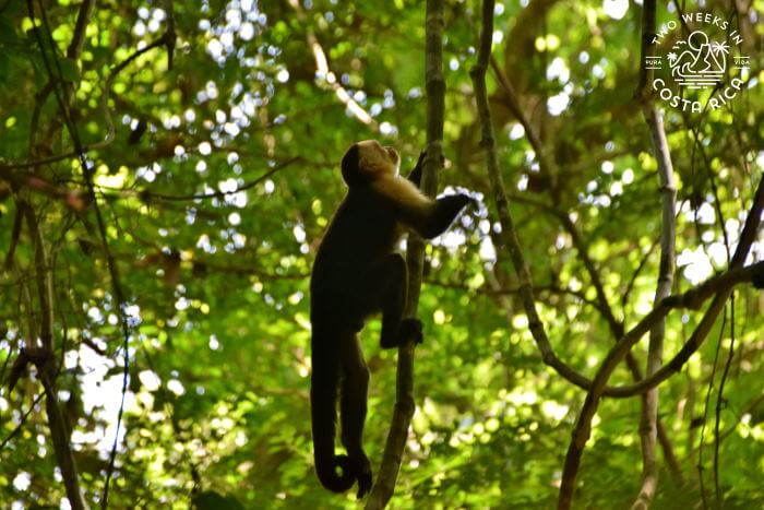 White-faced monkey climbing a vine