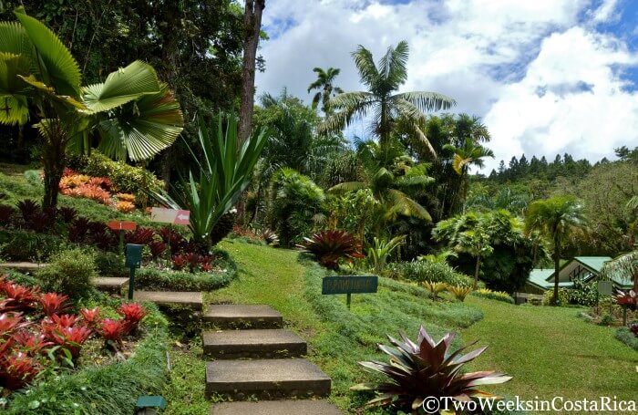 Steps and Gardens at the Wilson Botanical Garden in Costa Rica