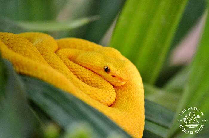 Yellow Eyelash Pitviper