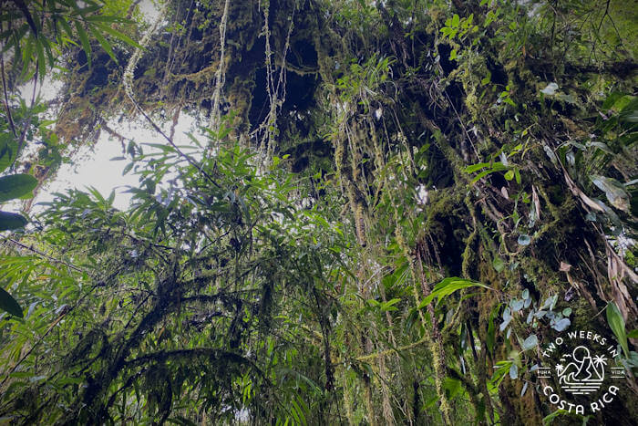 Giant Milk Tree Santa Elena